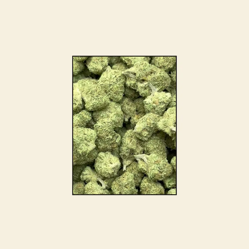 Papaya Punch hemp THCA flower, greenhouse, on cream paper